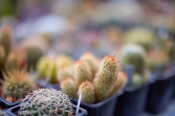 Close up Cacti and Succulents from a plant exhibition.