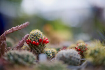 Close up Cacti and Succulents from a plant exhibition.