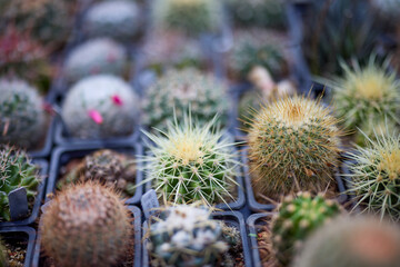 Close up Cacti and Succulents from a plant exhibition.