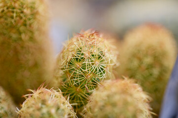 Close up Cacti and Succulents from a plant exhibition.