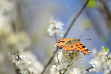 Papillon