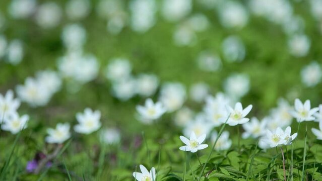 Anemonoides nemorosa, wood anemone, is early-spring plant in buttercup family Ranunculaceae, native to Europe. It is include windflower, thimbleweed, and smell fox, allusion to musky smell of leaves.