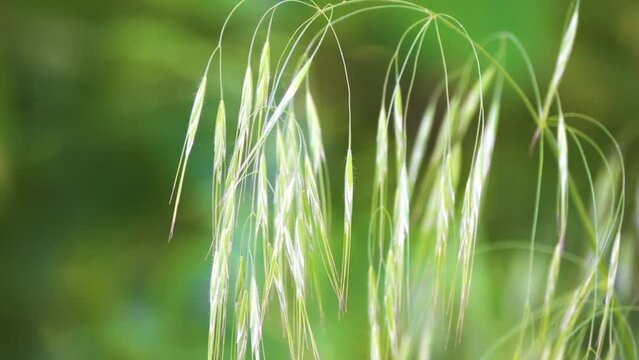Oat plants with inflorescences. Oat (Avena sativa), sometimes called the common oat, is a species of cereal grain grown for its seed, which is known by the same name.