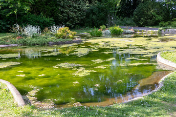 Ecosystème et zone humide - bassin d'agrément avec des plantes d'eau dans une clairière dans un parc botanique - obrazy, fototapety, plakaty
