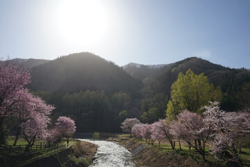 朝日に照らされた川と桜並木
