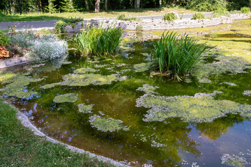 Ecosystème et zone humide - bassin d'agrément avec des plantes d'eau dans une clairière dans un...