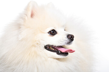 Portrait of a Pomeranian Spitz, side view, closeup, isolated on a white background