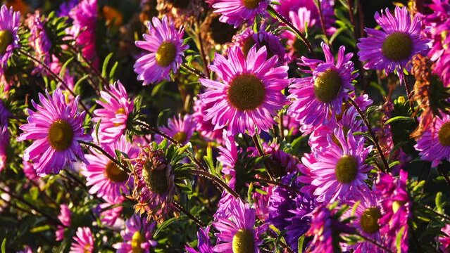 Callistephus is monotypic genus of flowering plants in aster family, Asteraceae, containing single species Callistephus chinensis. Its common names include China aster and annual aster.