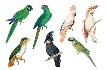 Tropical parrot clip art. Cockatoo, green bird set.