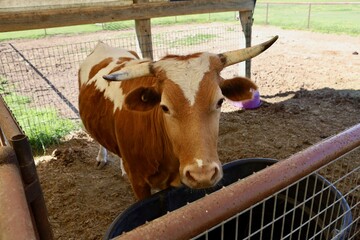 Brown and white cow making eye contact with camera in corral