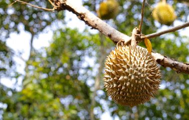 Durian fruit on tree, Thai durian fruit garden