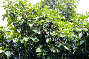 Obraz premium Mangosteen fruits on tree in the garden