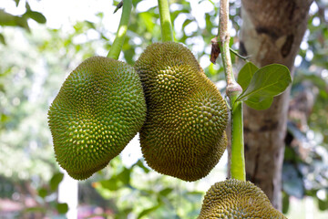 Jackfruit on tree in the garden