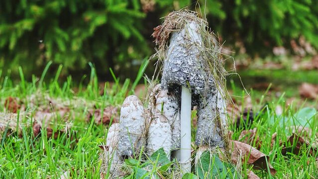 Coprinus comatus, shaggy ink cap, lawyer's wig, or shaggy mane, is a common fungus often seen growing on lawns, along gravel roads and waste areas. Young fruit bodies first appear as white cylinders.