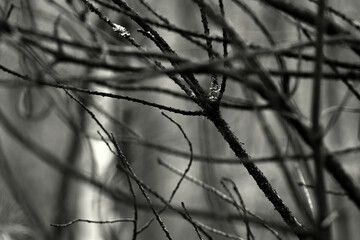 barbed wire on the fence