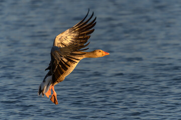 Greylag Goose (Anser anser) in flight. Landing on the water in the Netherlands. Wide spread wings.                                 