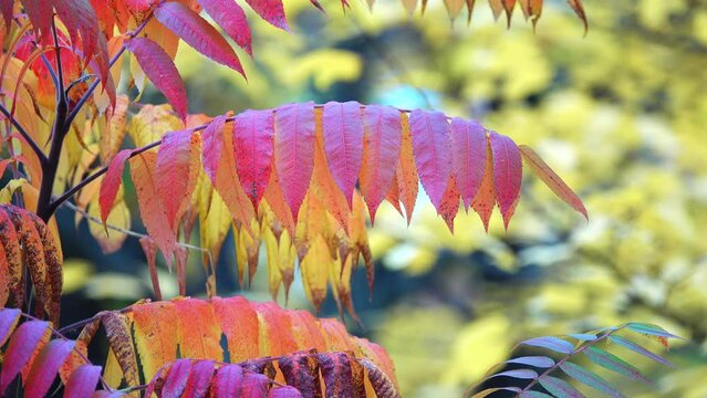 Rhus typhina, or staghorn sumac, is a species of flowering plant in the family Anacardiaceae, native to eastern North America.