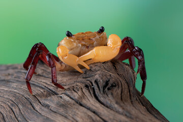 Lepidothelphusa menneri on wood, Indonesian new crab (three color) closeup, Lepidothelphusa menneri...