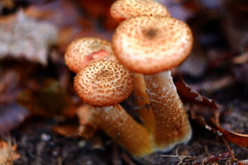 mushrooms on the tree