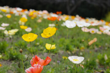Beautiful poppy flower garden. The Expo 70 Commemorative Park, Osaka, Japan