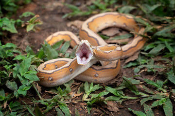 Reticulatus python morph albino motley orange glow, Reticulatus python snake, Reticulatus python  ready to attack