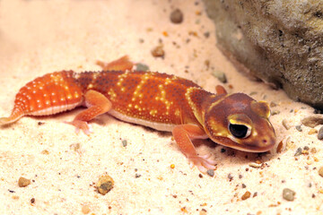 Smooth Knob-tailed Gecko (Nephrurus levis pilbarensis) closeup