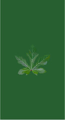 Okra Leaf