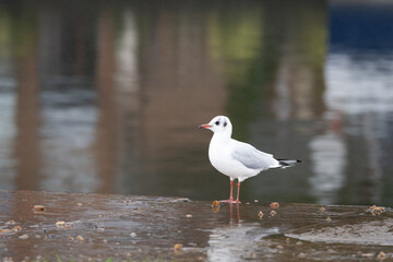 Adult black-headed gull (Chroicocephalus ridibundus) in winter plumage. Autumn rain in a coastal city.