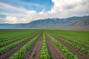 Rows of fresh green lettuce cover the fertile farmland with mountains in the background, beneath a dramatic sky.