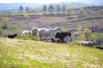 Herd of goats walking or grazing in green meadows. Small ruminant. Farm life idea concept. Goats in...