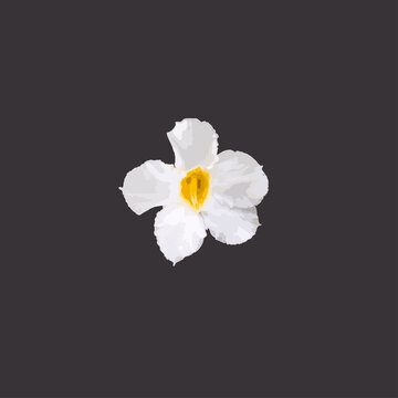 white flowers of f Adenium obesum, it commonly known as a desert rose, Sabi star, kudu, mock azalea, and impala lily. on Black background. (vector illustration) 