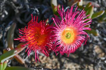 Pink Mesembs flowering gems succulent plant blooming.