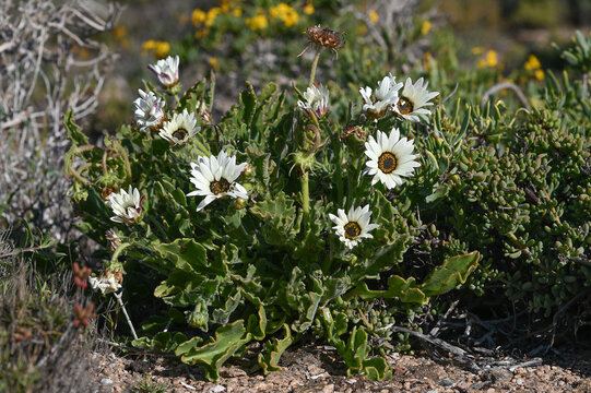 White Arctotis flowering plant
