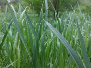 Tall green grass on the lawn. Relaxation area with lush greenery