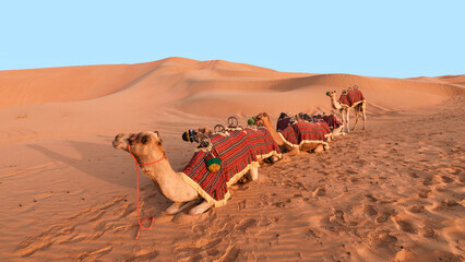 Liwa desert camel safari, Abu Dhabi.