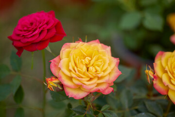 lendscape with beautifully colored flowers from a flower show.