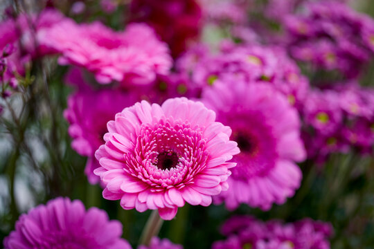 lendscape with beautifully colored flowers from a flower show.