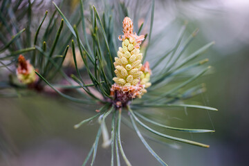 the shoot of a pine cone on a blurred background.