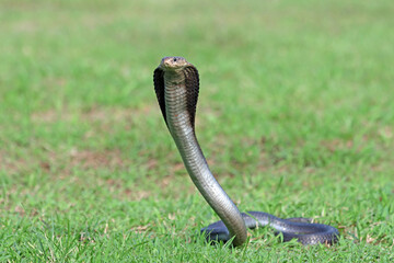 Naja sputatrix defensive positionon on the green grass, Javanese cobra snake closeup in a defensive position