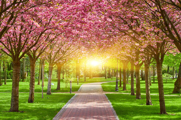 Sakura Cherry blossoming alley. Wonderful scenic park with rows of blooming cherry sakura trees and...