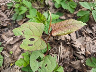 Leaves of Japanese Knotweed (Reynoutria japonica)