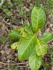 Leaves of Cherry Laurel (Prunus laurocerasus)