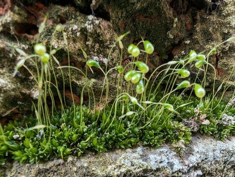 Funaria hygrometrica, known as Bonfire Moss or Common Cord-moss, growing on a wall