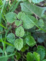 Leaves of Yellow Archangel (Lamium galeobdolon)