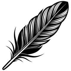 feather on white background