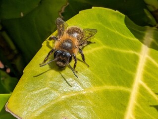 A Mining Bee (Andrena) on a Cherry Laurel leaf