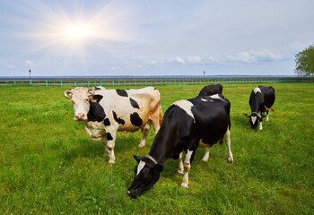Fototapeta premium Pastoral Grazing Harmony