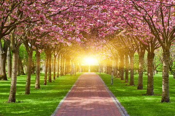 Park with alley of blossoming red apple trees. - obrazy, fototapety, plakaty