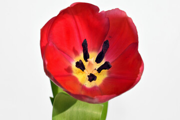 Beautiful tulip close up, white background