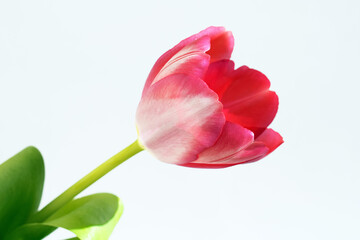 Beautiful tulip close up, white background